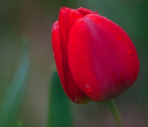 Red tulip flower