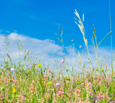 Emotional wellbeing
